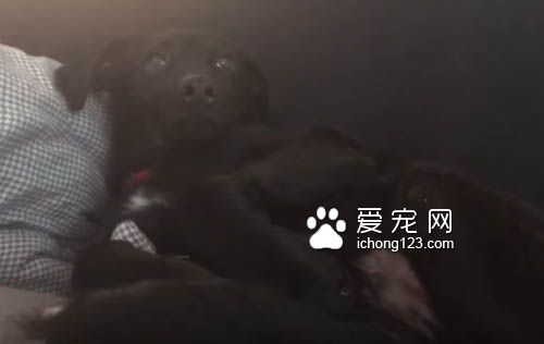 鸟儿吵醒了睡梦中的狗狗被直接打飞 十分有趣