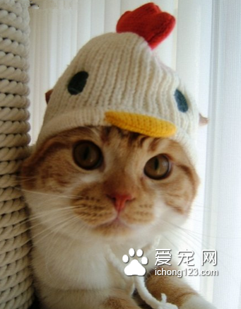 这顶帽子我也想要一个