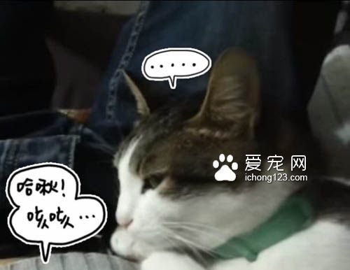 听到主人打喷嚏，咳嗽 喵星人竟然都会喵叫回应