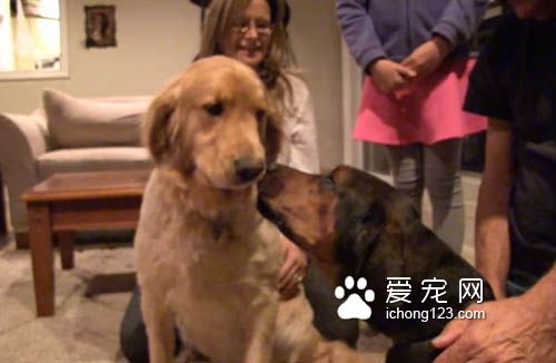 主人离世被遗弃的狗狗找到新家后不断的撒娇卖萌