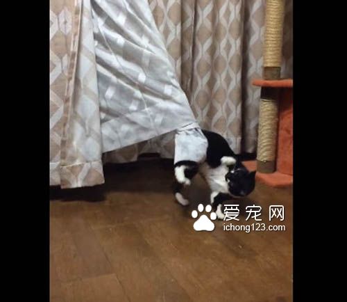 喵星人号称液态生物 身段柔软能够变形钻缝！