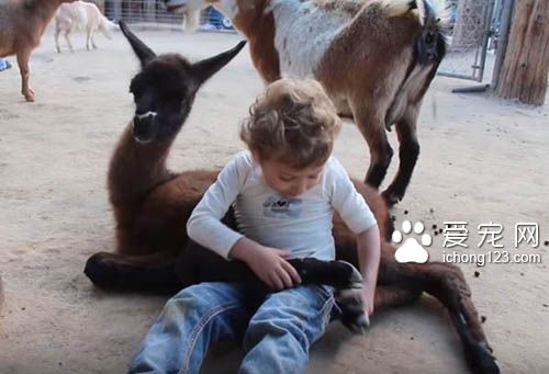 狗狗会吃醋，猫咪会吃醋，但是连山羊竟然也...