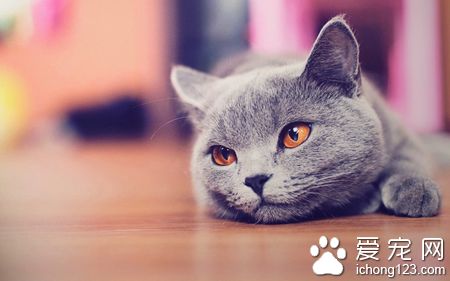 猫咪呕吐是怎么回事 注意猫的饮食护理