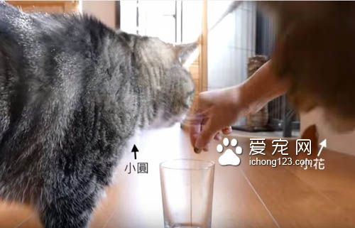 猫奴把乾乾丢进玻璃杯里 测试猫咪惯用哪只手