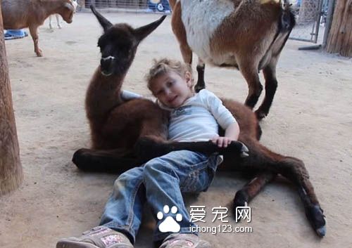 狗狗会吃醋，猫咪会吃醋，但是连山羊竟然也...