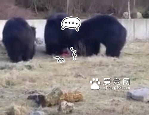 熊熊们像孩子一样追着球跑，模样超可愛