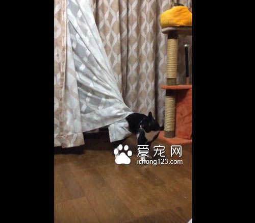 喵星人号称液态生物 身段柔软能够变形钻缝！