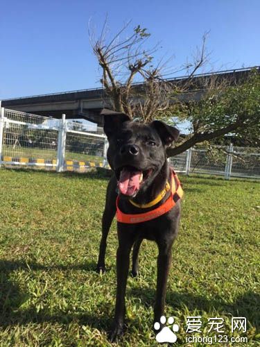 狗狗每天需要多少运动才足够呢?