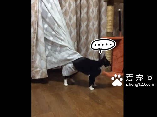 喵星人号称液态生物 身段柔软能够变形钻缝！