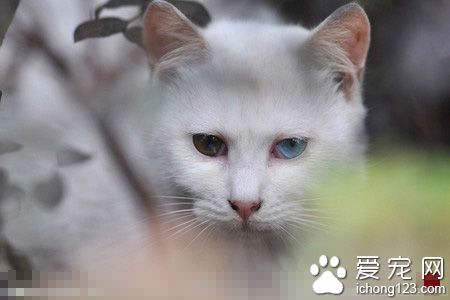 猫咪生病了怎么办 生病时要给猫提供营养