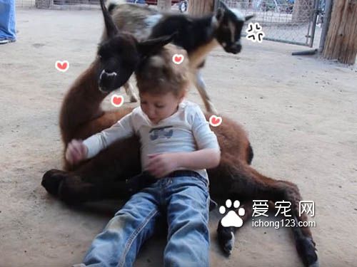 狗狗会吃醋，猫咪会吃醋，但是连山羊竟然也...