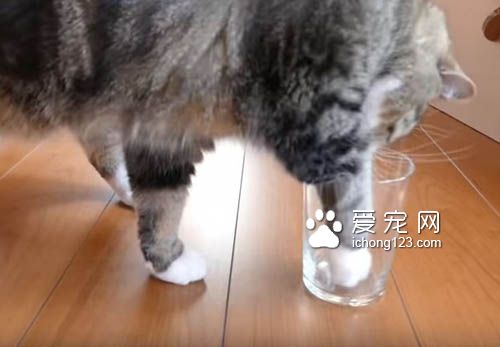 猫奴把乾乾丢进玻璃杯里 测试猫咪惯用哪只手