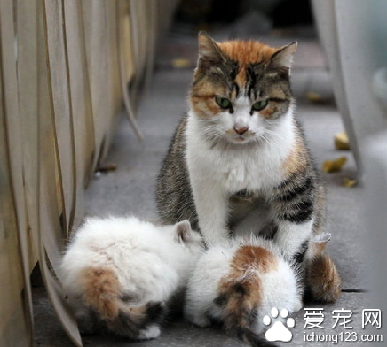 猫会有什么病 不同的疾病表现不一样