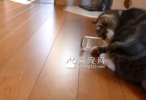 猫奴把乾乾丢进玻璃杯里 测试猫咪惯用哪只手