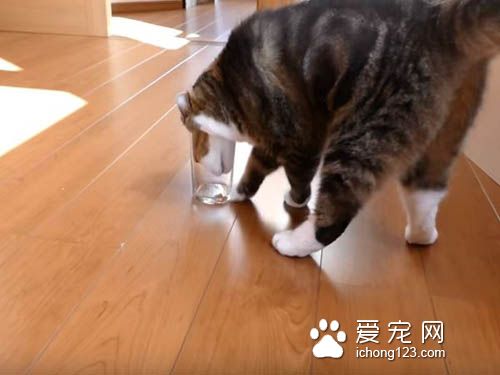 猫奴把乾乾丢进玻璃杯里 测试猫咪惯用哪只手