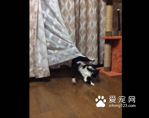 喵星人号称液态生物 身段柔软能够变形钻缝！