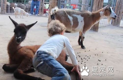 狗狗会吃醋，猫咪会吃醋，但是连山羊竟然也...