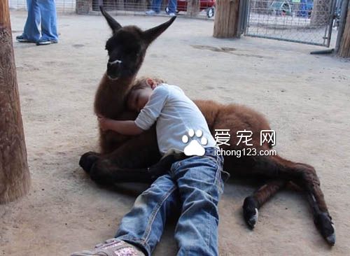 狗狗会吃醋，猫咪会吃醋，但是连山羊竟然也...