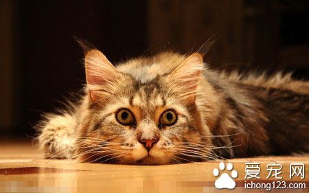 猫咪感冒了怎么办 注意猫咪的保暖多加护理