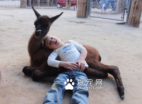 狗狗会吃醋，猫咪会吃醋，但是连山羊竟然也...