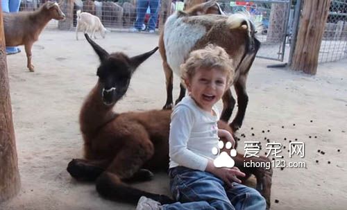 狗狗会吃醋，猫咪会吃醋，但是连山羊竟然也...