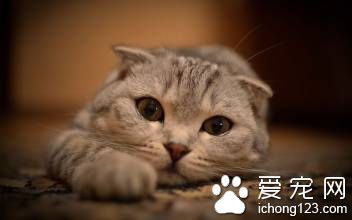 猫咪拉肚子怎么办 注意饮食和居住环境卫生