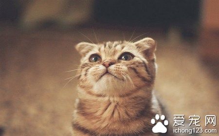 猫咪脱肛怎么办 猫咪脱肛又叫直肠脱