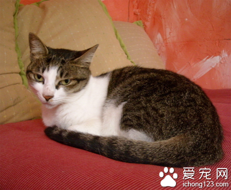 猫猫难产怎么办 做好分娩期的必要工作