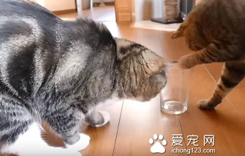 猫奴把乾乾丢进玻璃杯里 测试猫咪惯用哪只手