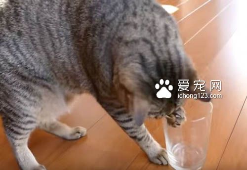 猫奴把乾乾丢进玻璃杯里 测试猫咪惯用哪只手