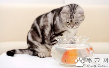 猫咪体内外驱虫 猫咪驱虫的6个注意事项