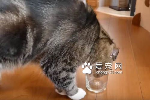 猫奴把乾乾丢进玻璃杯里 测试猫咪惯用哪只手