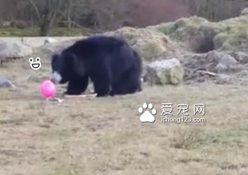 熊熊们像孩子一样追着球跑，模样超可愛