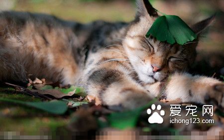 猫咪打疫苗多少钱 60日龄后才可以打疫苗