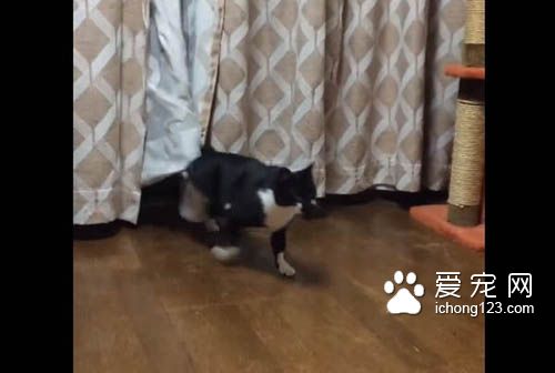 喵星人号称液态生物 身段柔软能够变形钻缝！