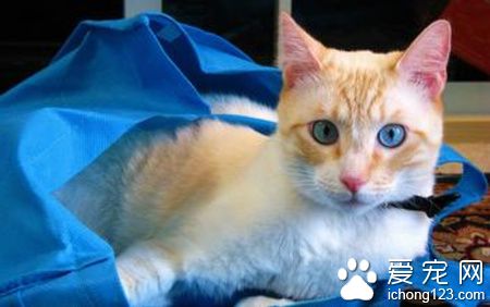 猫咪尿结石怎么办 尿液维持在酸性低于6.5