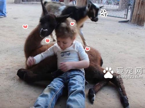 狗狗会吃醋，猫咪会吃醋，但是连山羊竟然也...