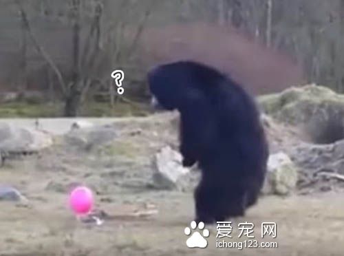 熊熊们像孩子一样追着球跑，模样超可愛