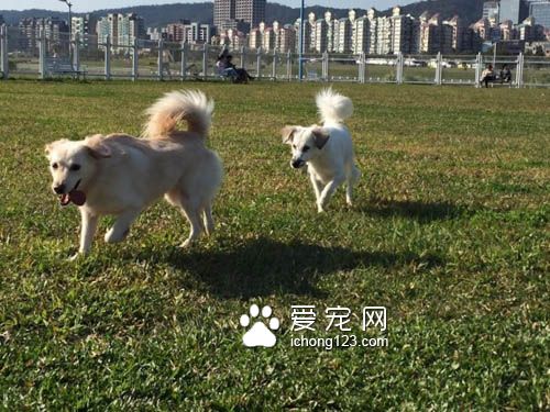 狗狗每天需要多少运动才足够呢?