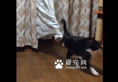 喵星人号称液态生物 身段柔软能够变形钻缝！