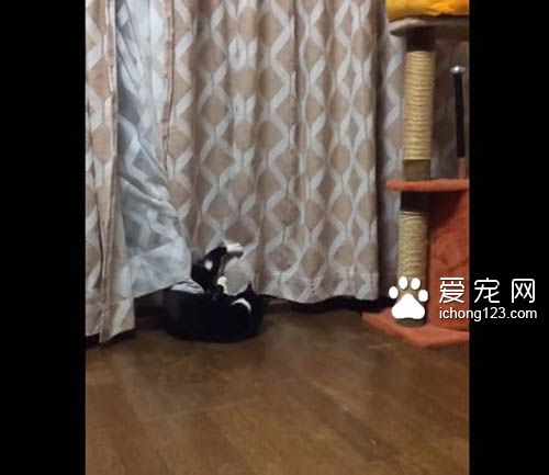 喵星人号称液态生物 身段柔软能够变形钻缝！