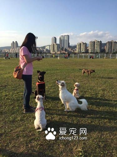 狗狗每天需要多少运动才足够呢?