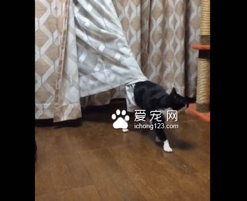 喵星人号称液态生物 身段柔软能够变形钻缝！