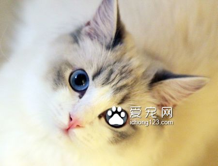 如何养猫咪 定时定量定点的喂养猫咪