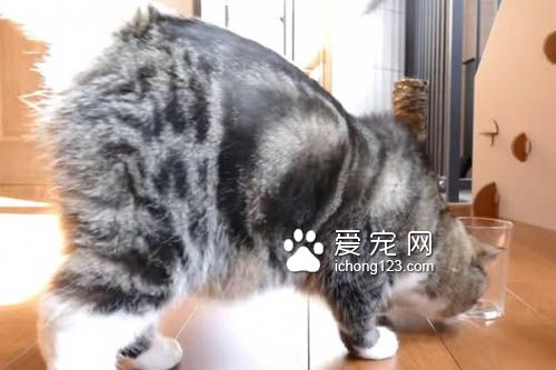 猫奴把乾乾丢进玻璃杯里 测试猫咪惯用哪只手