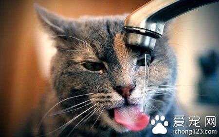 猫咪不吃东西怎么办 要增加猫咪的食欲