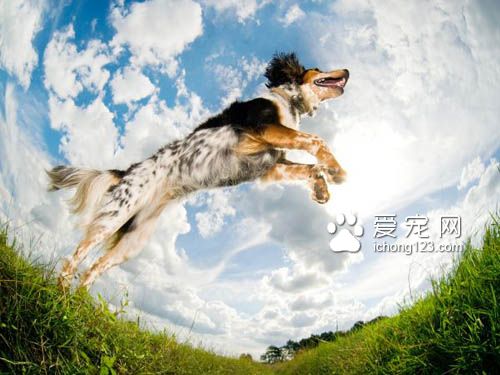 狗狗每天需要多少运动才足够呢?