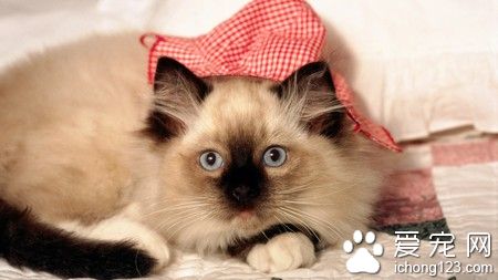 由猫咪引起的臭味怎么办 处理好便便