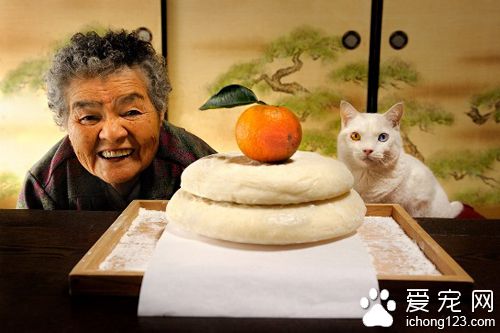 老奶奶和猫咪形影不离 但白猫因慢性肾衰竭而过世了