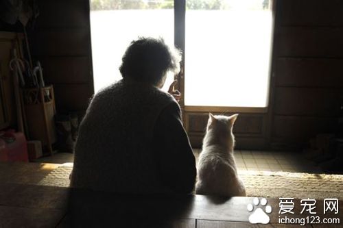 老奶奶和猫咪形影不离 但白猫因慢性肾衰竭而过世了